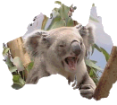 koala land
